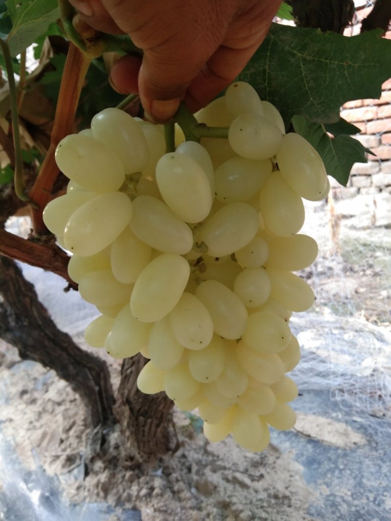 水晶葡萄水晶无核马奶堤提子葡萄