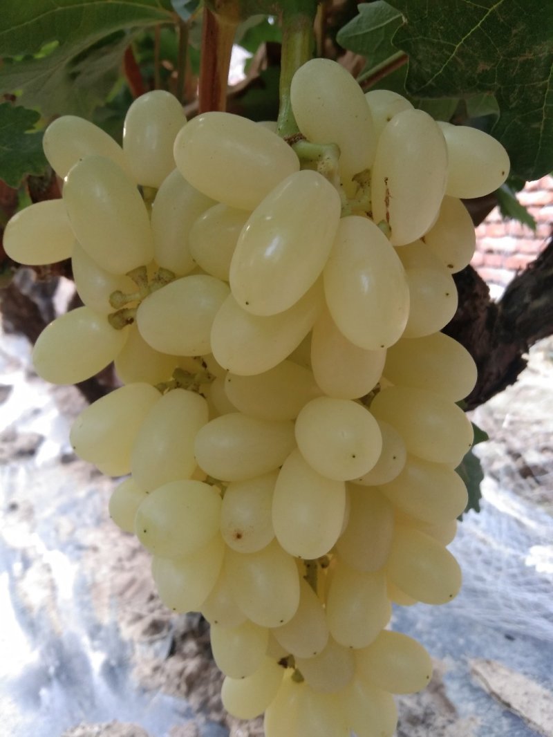 水晶葡萄水晶无核马奶堤提子葡萄