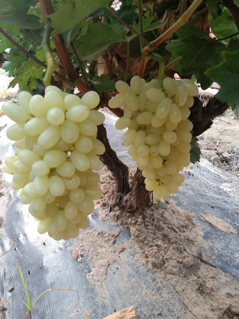 水晶葡萄水晶无核马奶堤提子葡萄