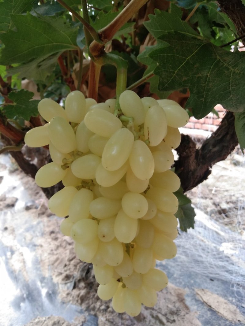 水晶葡萄水晶无核马奶堤提子葡萄