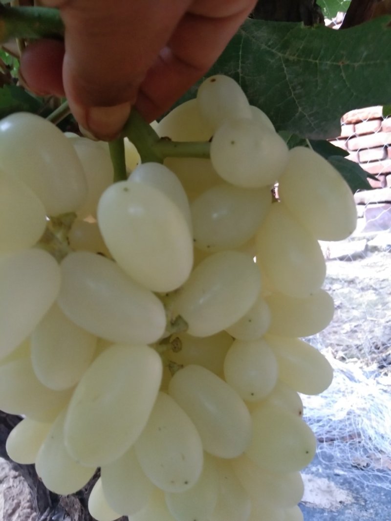 水晶葡萄水晶无核马奶堤提子葡萄