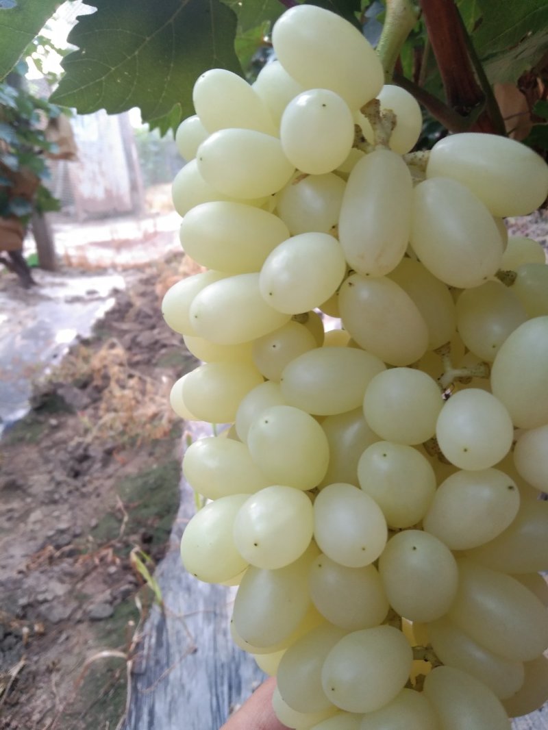 水晶葡萄水晶无核马奶堤提子葡萄