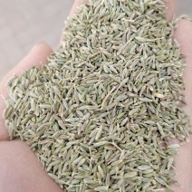 甘肃特绿精品孜然，香味十足