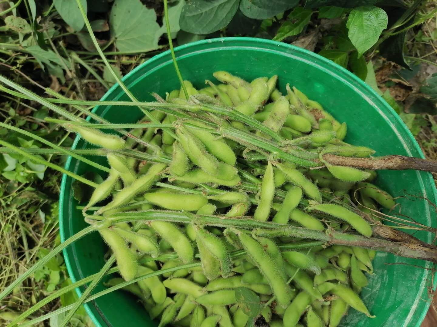毛豆采摘现场
