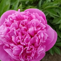 芍药干花花卉盆景观赏芍药重瓣芍药千层花芍药