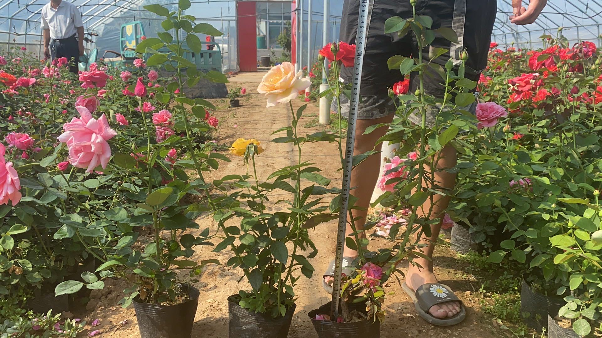 大花月季不同高度品种对比图