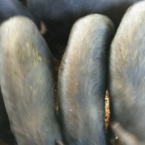 臧香猪30斤左右欢迎选购