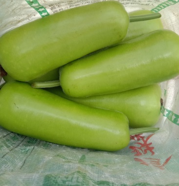 [瓠瓜批发]瓠子 精品瓠子 【超市专供】大量供应 应季蔬菜价格0.
