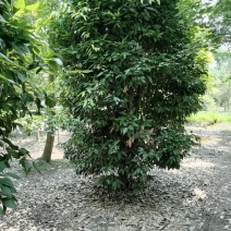 出售精品丛生天竺桂，高3-3.5米，