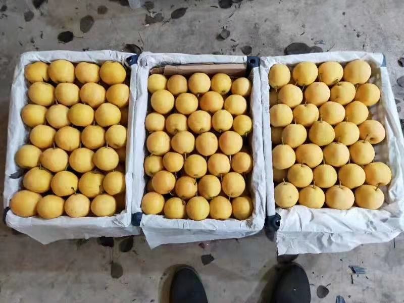 南果梨称重对比图