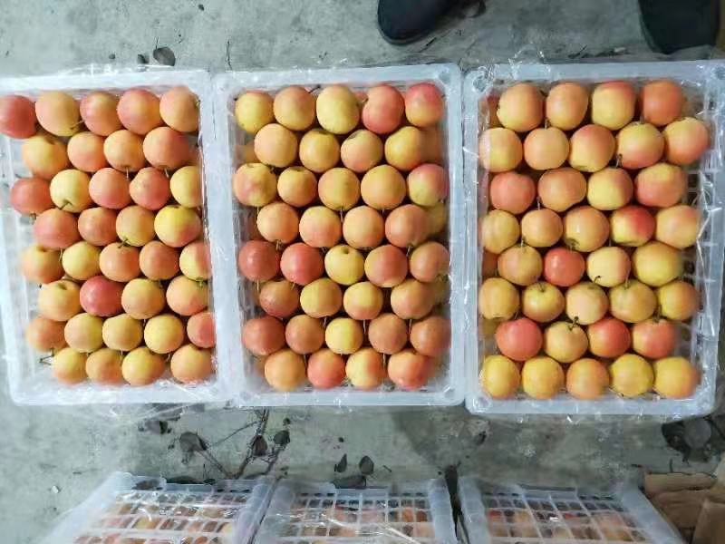 鞍山南果梨文化节活动现场