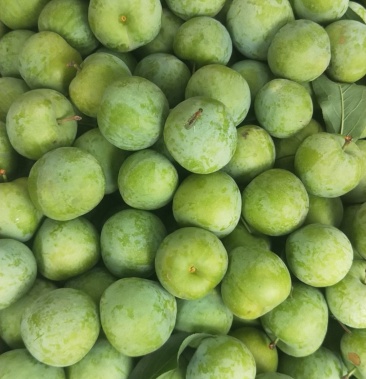 河南露天李子清脆李脆甜离核视频看货产地直销