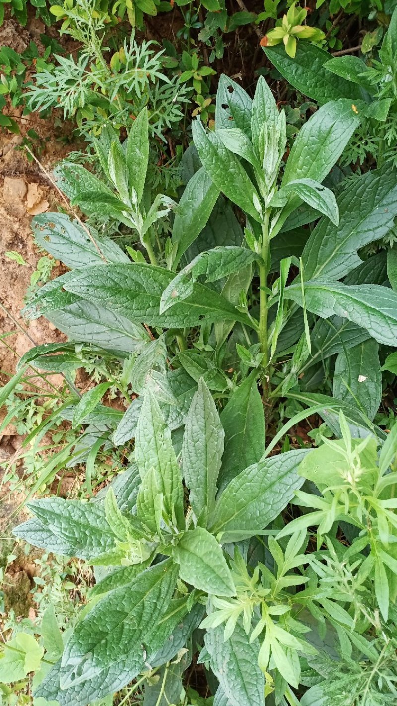 草药倒提壶的图片大全图片