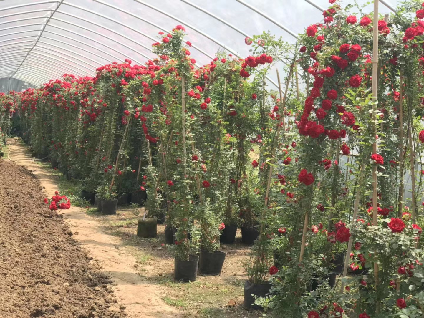 一名穿着白色实验服的技术人员蹲在藤本月季种植区,手持数字式土壤pH计探头插入湿润土壤中,显示屏清晰显示数值为6.3。旁边放置着记录本和采样袋,背景为成片盛开的红色藤本月季 技术人员在田间使用pH计检测藤本月季种植地土壤酸碱度