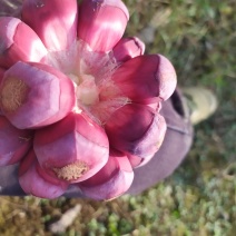 养身奇果黑老虎（布福娜）10月尽情享受