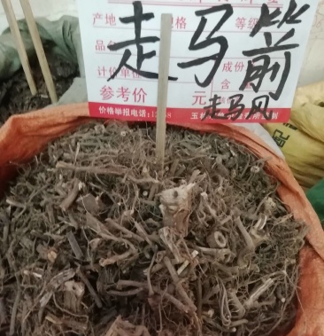 走馬箭走馬風根部接骨木根