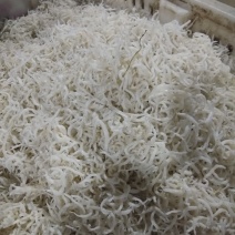 银针鱼渤海湾特无盐烘干而成