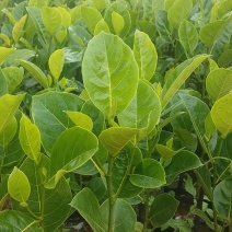 泰国八号早生四季菠萝蜜苗一手货源价格漂亮