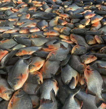 00元/斤 - 一亩田