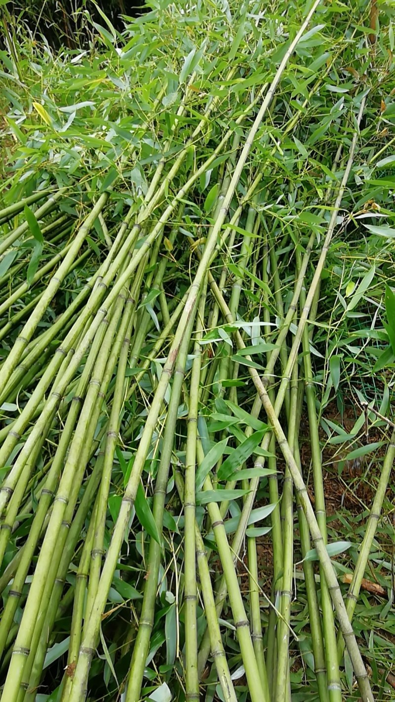 竹子苗出售青竹早园竹等等货源充足质量保证