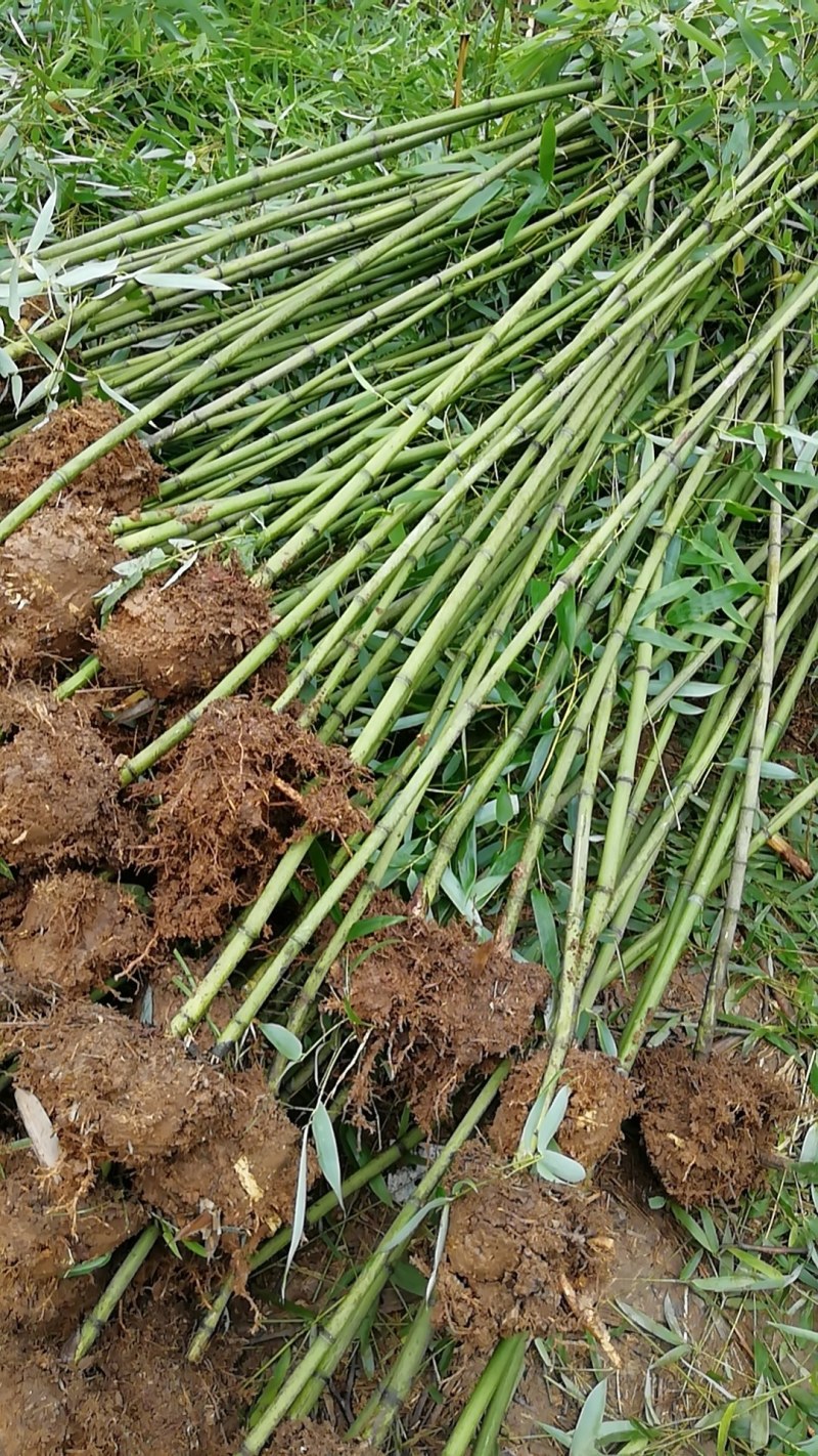 竹子苗出售青竹早园竹等等货源充足质量保证