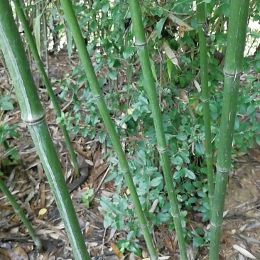 [早园竹批发]江苏南京六合区竹子 1.40元/棵竹子苗出售 青竹 _ 一亩田