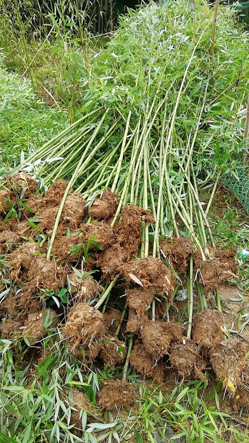 竹子苗出售青竹早园竹等等货源充足质量保证
