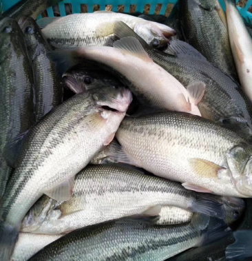 加州鲈鱼,大口黑鲈,流水养殖,高品质鲈鱼