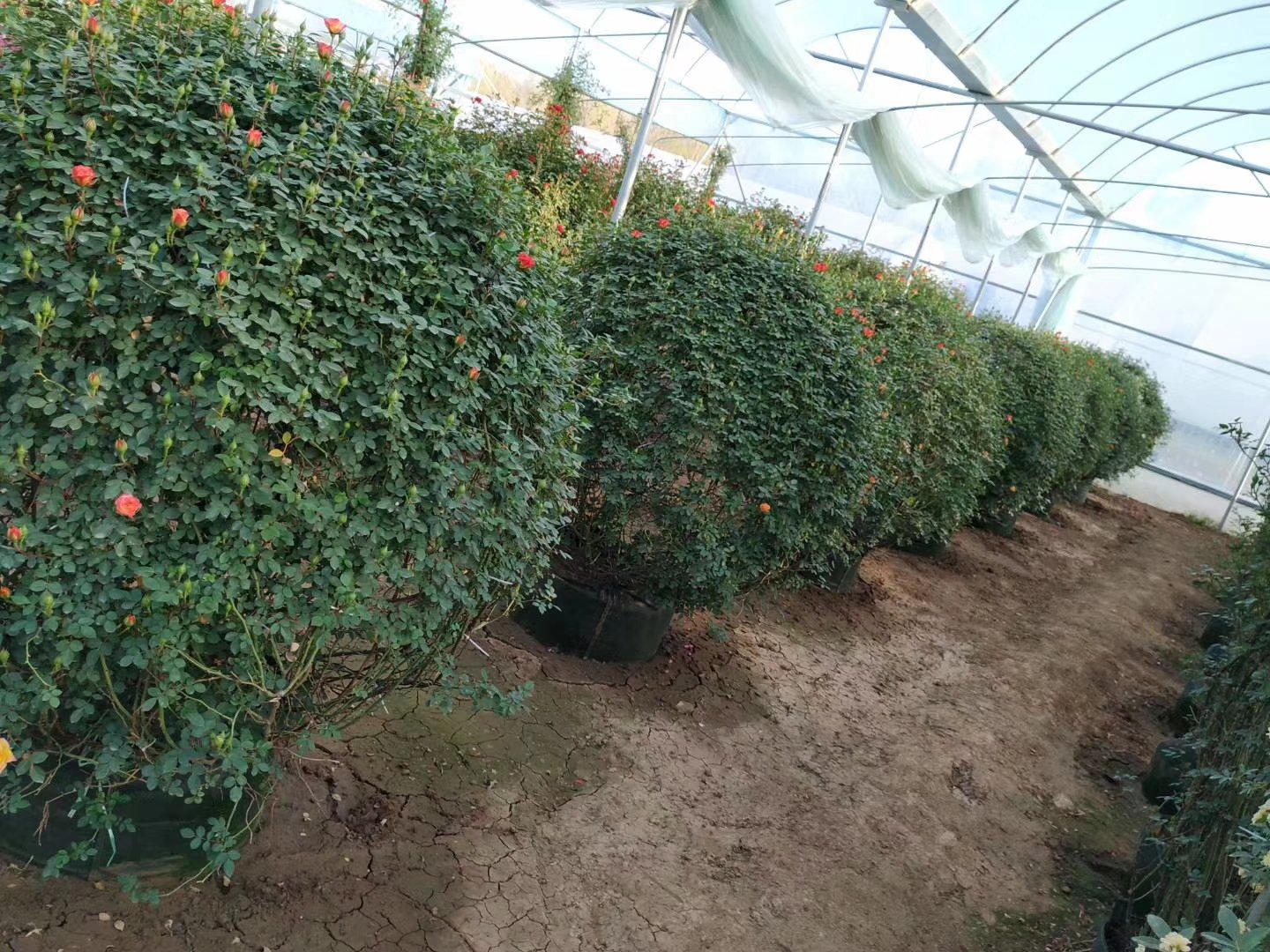 橙色科斯特藤本月季种苗批量培育场景