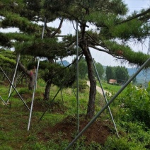 造型油松造型黑松泰山松迎客松工程造型松