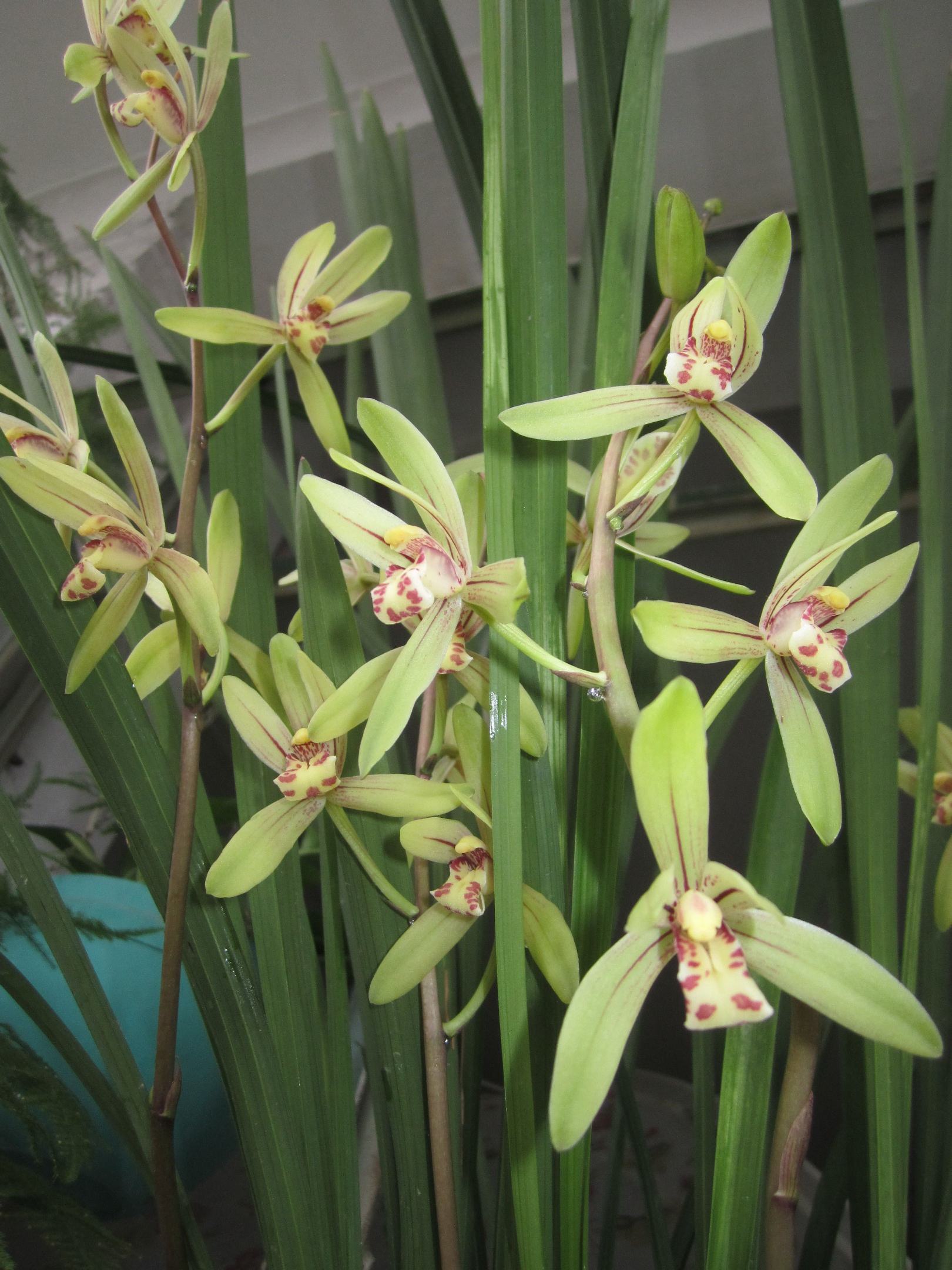 兰花 春兰 惠兰 春剑 秋知 送春 四季兰批发包邮