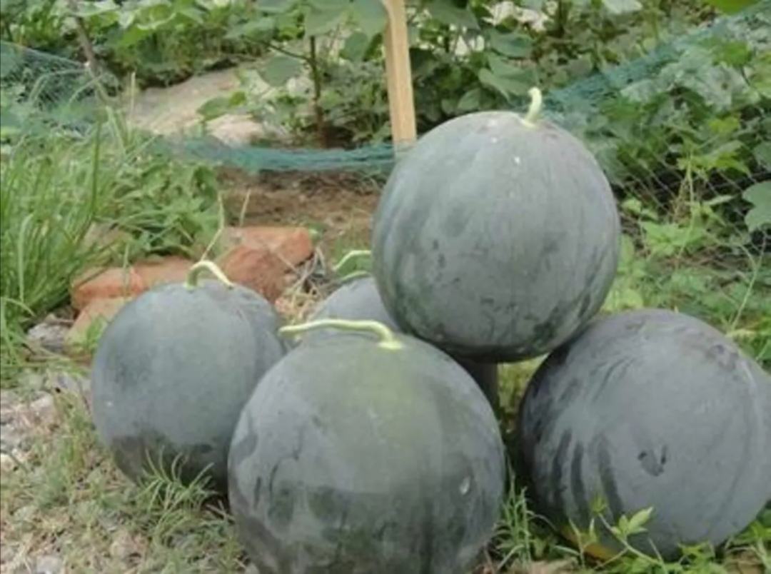 拍摄于陕西大荔县某合作社的西瓜分拣现场,多名农民正在阳光下对刚采收的黑色无籽西瓜进行分级筛选,按大小摆放整齐,背景可见成堆的西瓜和农用三轮车,展现规模化生产场景 陕西瓜农在田间分拣无籽西瓜场景