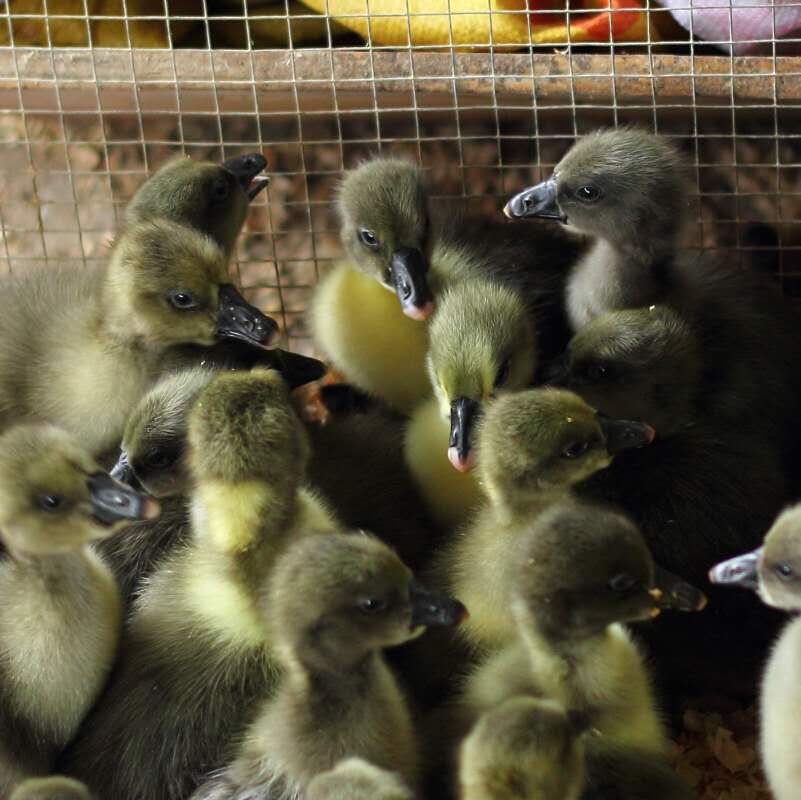 展示几只刚出生不久的狮头鹅苗,在阳光下羽毛呈淡黄色,眼睛明亮,活泼好动 狮头鹅苗特写