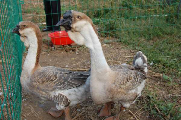 狮头鹅苗幼苗特写