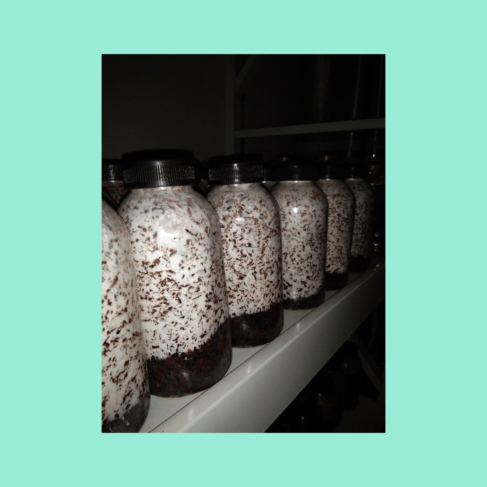 夏季出菇春夏种植品种二级种夏灰1号大叶39