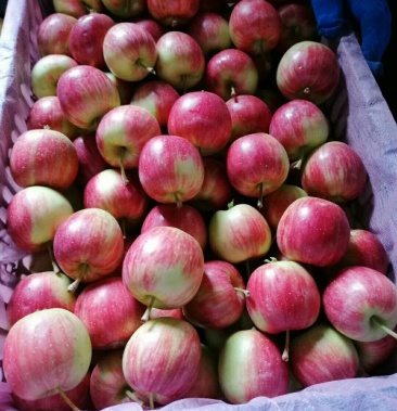 123苹果 花红小苹果 甜脆不酸 东北特产