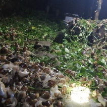 白玉蜗牛