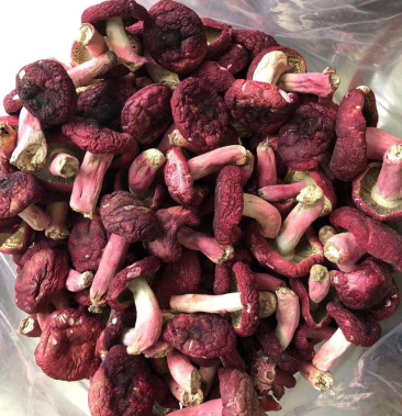 特色大红菌又叫血菌煲汤佳品美容养颜喔