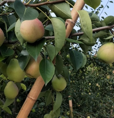 [七月红梨批发]大量销售七月红梨价格1.70元/吨 - 一亩田