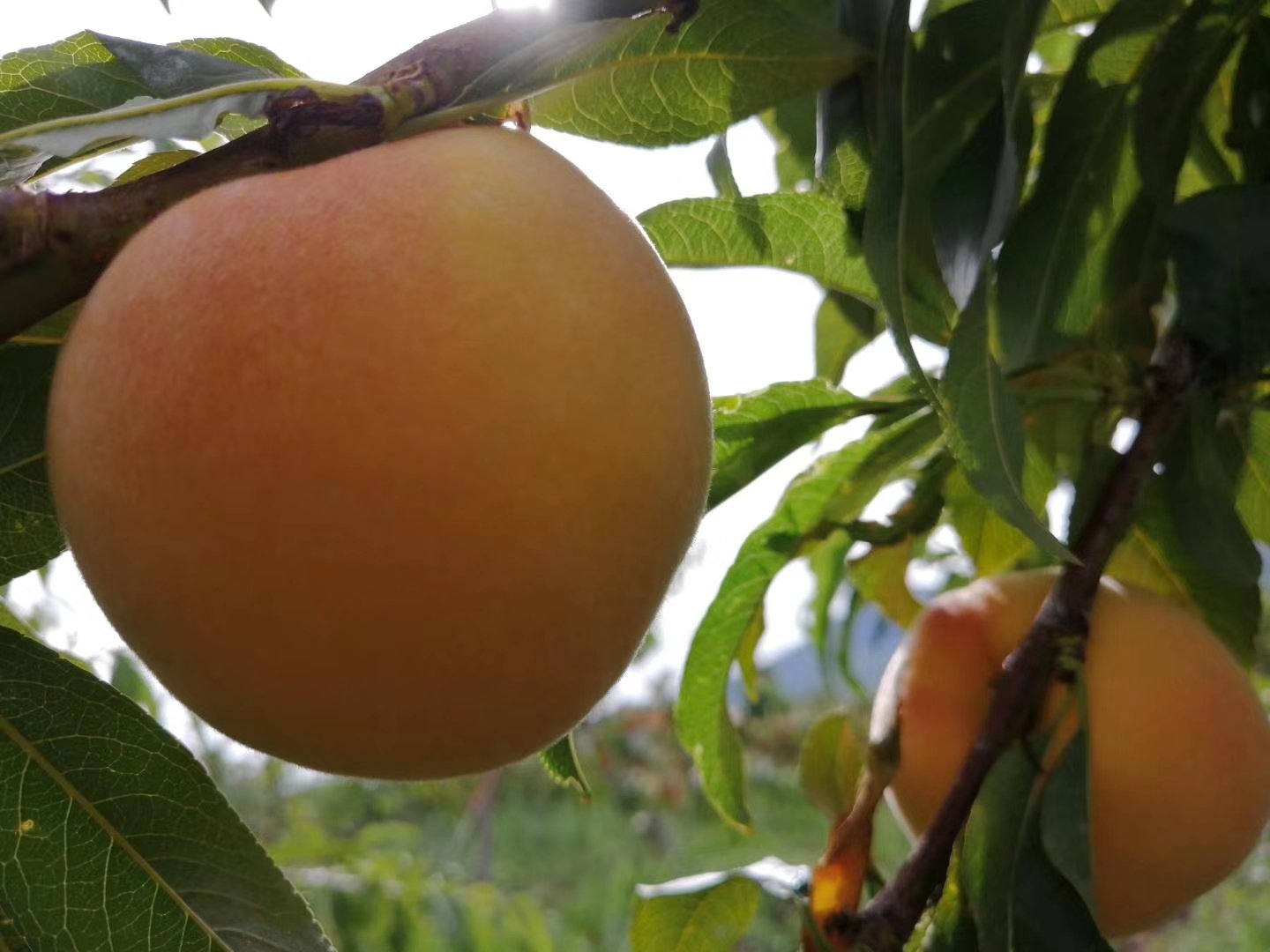 一片阳光充足的果园中,蟠桃树上挂满成熟的扁圆形蟠桃,果实低垂,部分已呈现粉红色泽,叶片翠绿,果农正在采摘,展现自然生态种植环境 果园中的蟠桃树挂果场景