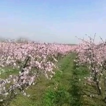 桃树，占地用桃树，绿化工程用桃树，五年生成品丰果期桃树，