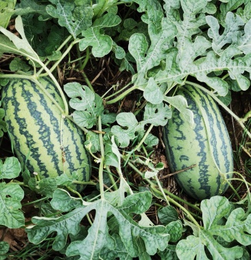 [绿裳西瓜批发]河南绿裳西瓜价格0.80元/斤 - 一亩田