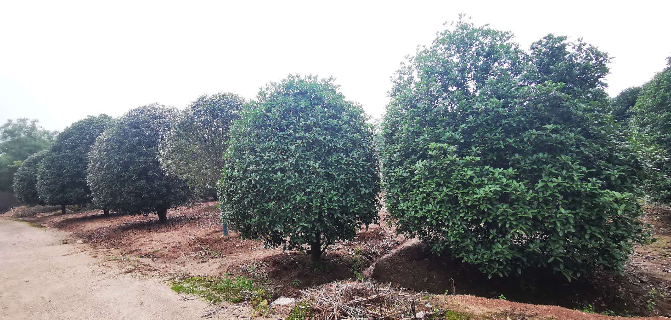 八月桂种植园,整齐排列的桂花树,花香四溢 八月桂种植园