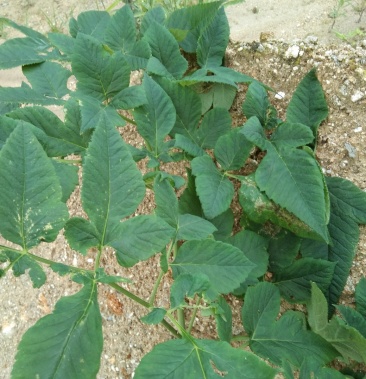 野生前胡5年以上纯野生不是的可以不收钱