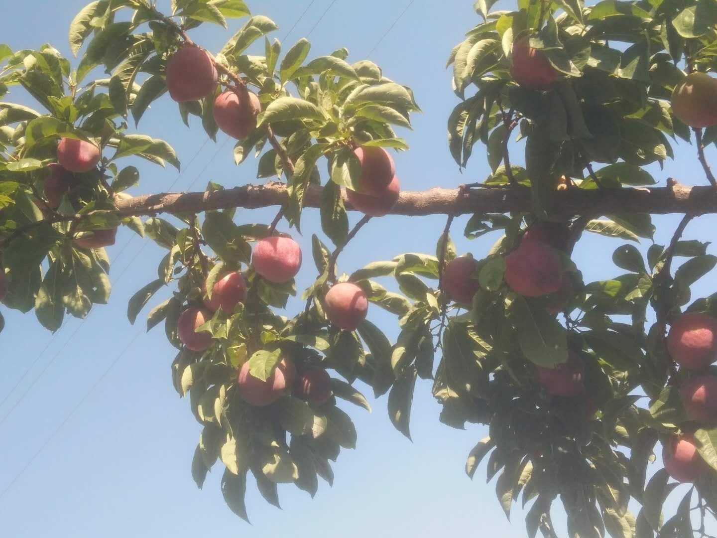 技术人员正在对黑布林李子进行夏季修剪,改善光照条件 黑布林李子修剪现场