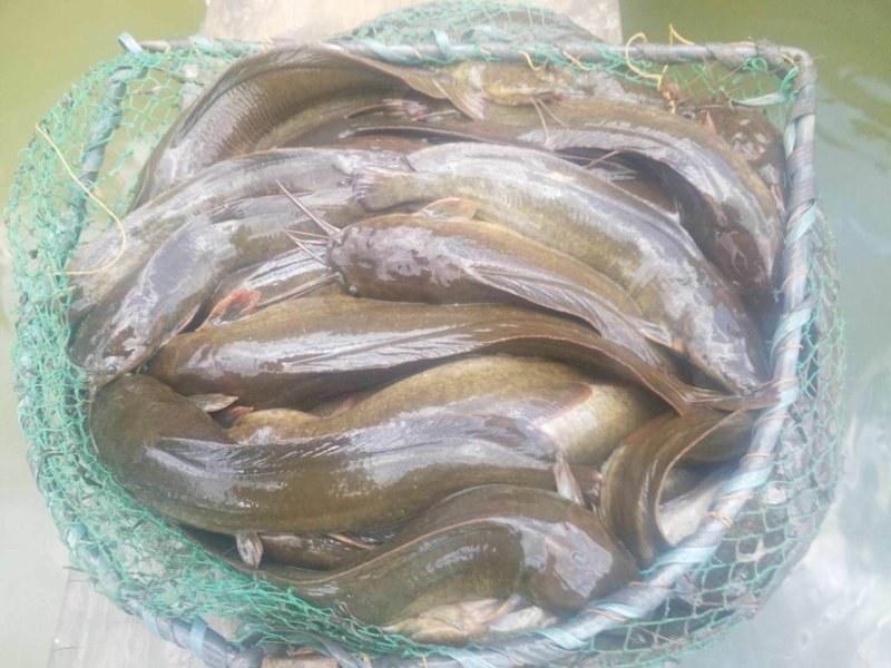 [鲶鱼批发]广西梧州长洲区鲶鱼 8.00元/斤塘角鱼 _ 一亩田