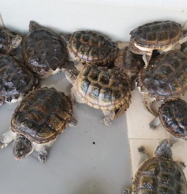 [乌龟批发]鳄龟肉龟价格28.00元/斤 - 一亩田