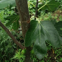 无花果树