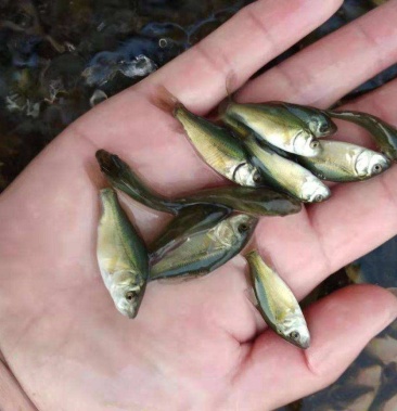 裸鲤鱼苗稻花鲤鱼苗成活率高技术指导送货上门