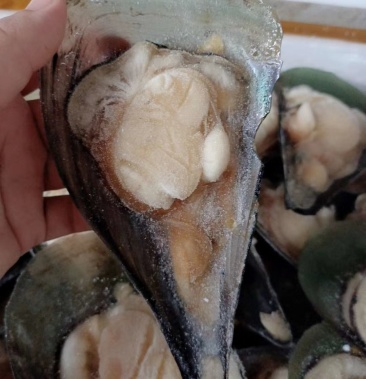 [鲜贝批发]带子价格10.00元/斤 - 一亩田